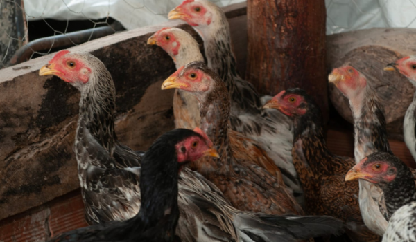 Agrodefesa alerta sobre sinais de gripe aviária e reforça medidas preventivas em Goiás