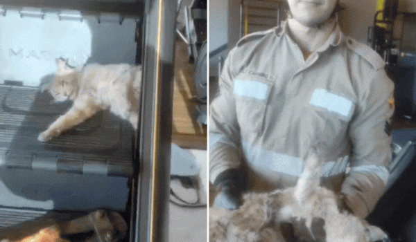 Gato é resgatado por bombeiros após ficar preso em simulador de escada em academia de Aparecida de Goiânia