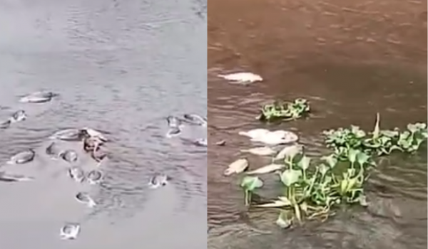 Secretaria do Meio Ambiente emite nota sobre a morte dos peixes em córrego de Rio Verde 