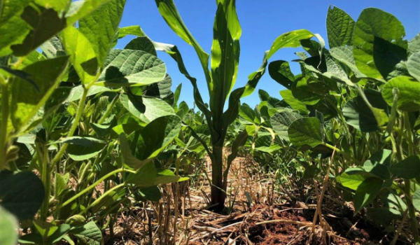 Agrodefesa alerta que é preciso eliminar 