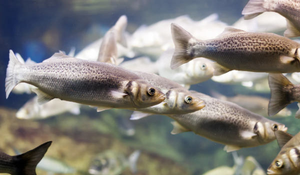 Piracema: até 28 de fevereiro é proibida a pesca predatória em Goiás 