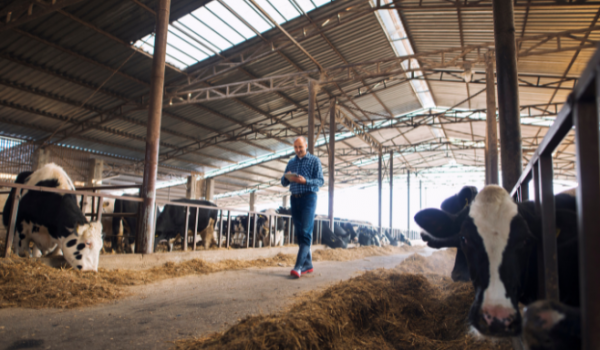  Inscrições abertas para Dia de Campo Senar Mais Leite; saiba como realizar