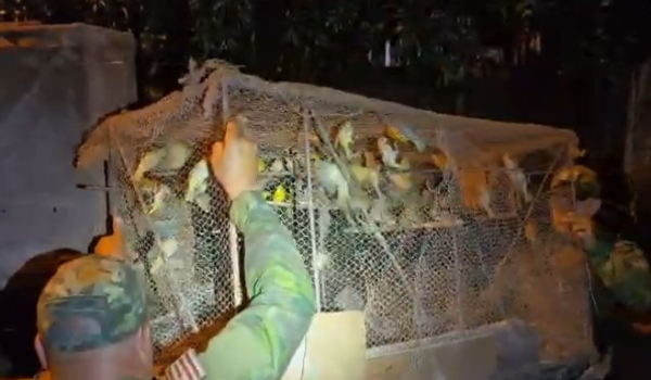 Batalhão Ambiental resgata 732 pássaros e apreende armas durante a Operação Piracema - Vídeo