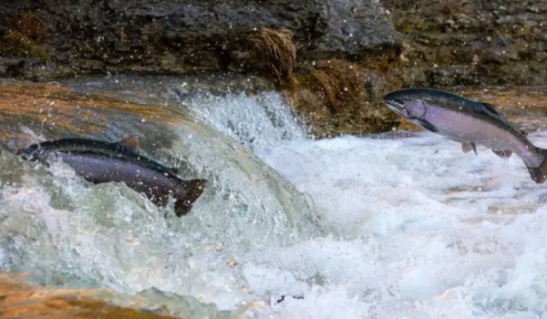 PM prende 13 pessoas por pesca em período de piracema em Goiás 