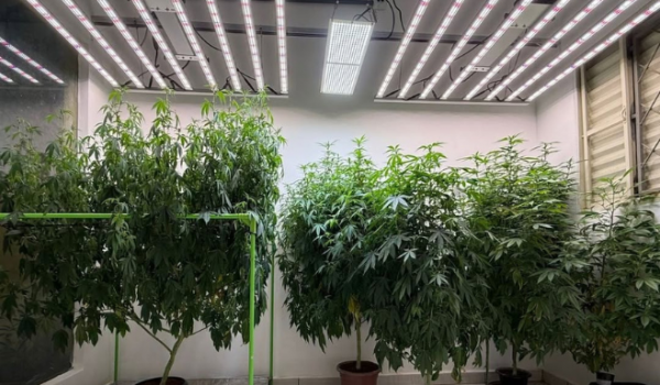 PCGO desmantela estrutura de cultivo de maconha em Caldas Novas avaliada em  R$ 80 mil 