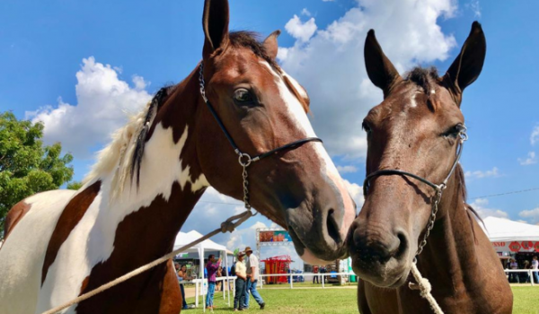 Passaporte Equestre de Goiás avança como modelo para implementação nacional