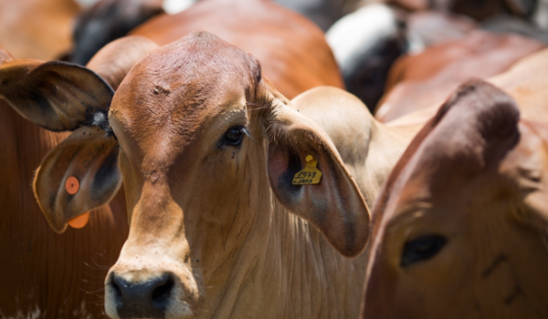 Pecuaristas goianos tem até o dia 31 de dezembro para declarar o rebanho 