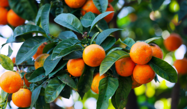 PÉ DE LARANJA? SÓ COM CERTIFICAÇÃO, SEJA EM POMARES COMERCIAIS OU NO QUINTAL