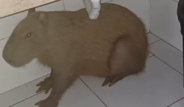 Capivara 