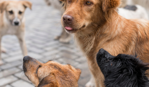 Feira de adoção de cães promete muito amor e carinho em Rio Verde 