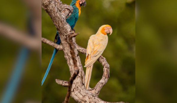 Fotógrafo Registra Arara-Canindé Albina no Cerrado Brasileiro