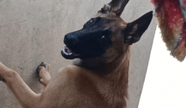 Família pede ajuda à comunidade para encontrar Black, o cachorro que desapareceu no Bairro Jardim Helena