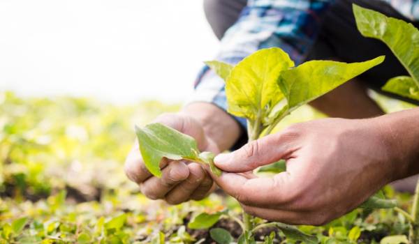 O campo dentro da cidade: como o agro está em tudo que usamos