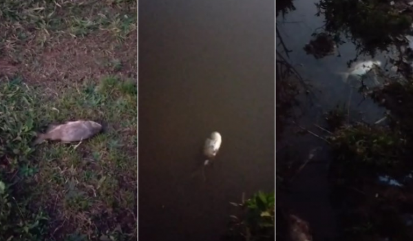 Peixes aparecem mortos no lago Intergalos, mas secretarias afirmam que não há motivo de preocupação