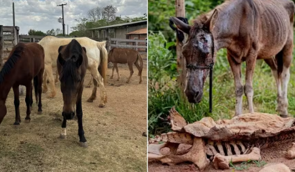 Zezé di Camargo acolhe cavalos resgatados de maus-tratos em fazenda de Goiás