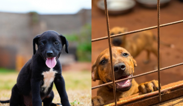 Projeto AUmor de Mãe resgata e prepara mais de 200 cães para adoção em Rio Verde