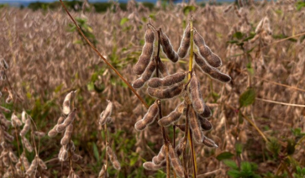 Produção de grãos em Goiás pode bater recorde em 2025, aponta IBGE