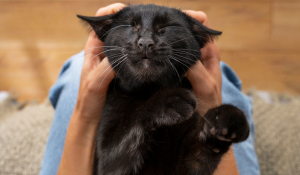 Ronronar dos gatos tem poder de acalmar e aliviar sintomas de ansiedade, apontam estudos