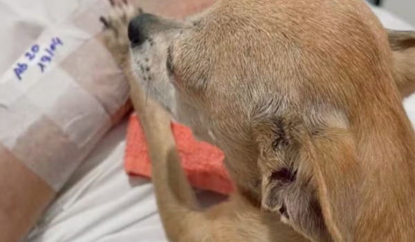 Idoso morre horas depois de receber visita da cachorrinha em hospital do RS