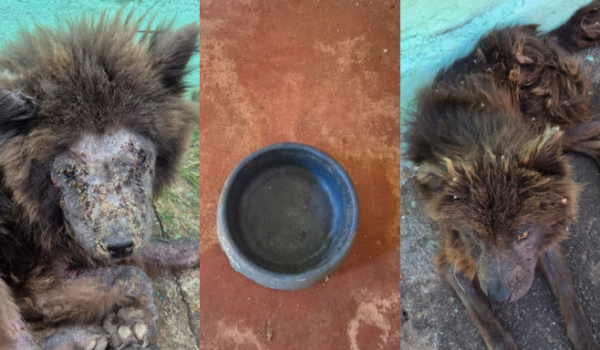 PC resgata cães em estado grave de abandono e prende tutora por maus-tratos em Goiânia
