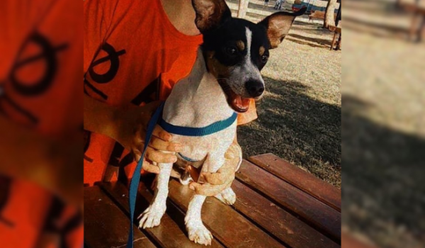 Cachorro desaparece no Bairro Martins e família busca por informações