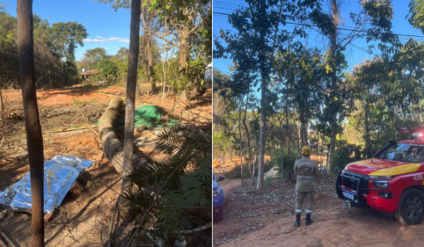 Trabalhador morre após ser esmagado por árvore durante poda em Bela Vista de Goiás