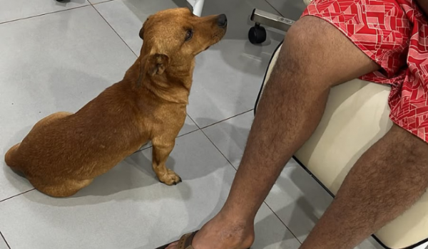 Cão acompanha tutor dentro de ambulância do Samu e emociona equipe em Rio Verde