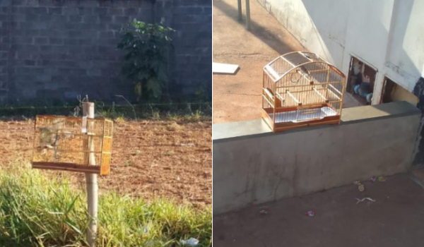 PM encontra aves silvestres sendo capturadas ilegalmente e mantidas em gaiolas no Setor Pauzanes