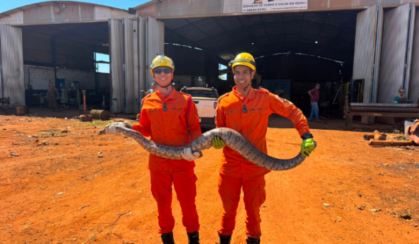 Bombeiros capturam jiboia de mais de dois metros próxima a estabelecimento em Chapadão do Céu