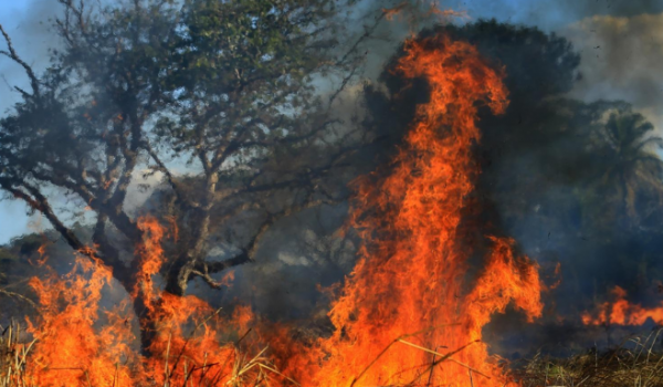 Goiás reduz em mais de 50% área queimada e lança plataforma com IA para monitorar incêndios