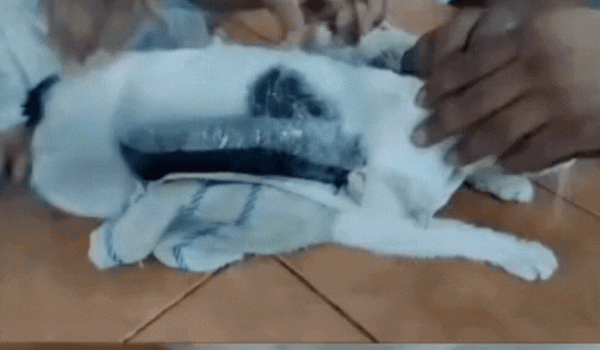 Gato é flagrado com pacotes de dr0g4s amarrados ao corpo em penitenciária na Costa Rica