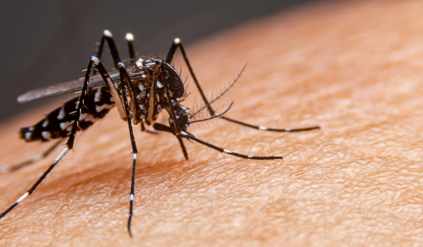 Rio Verde cria gabinete de inteligência para reforçar combate à dengue com uso de tecnologia
