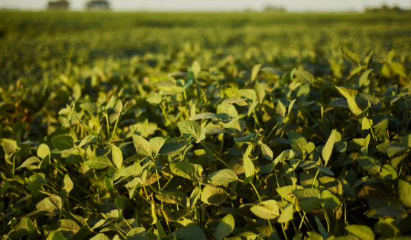 Agrodefesa estabelece novo calendário de plantio da soja em Goiás