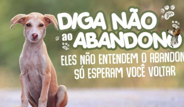 Férias de Julho: Diga não ao abandono de Animais