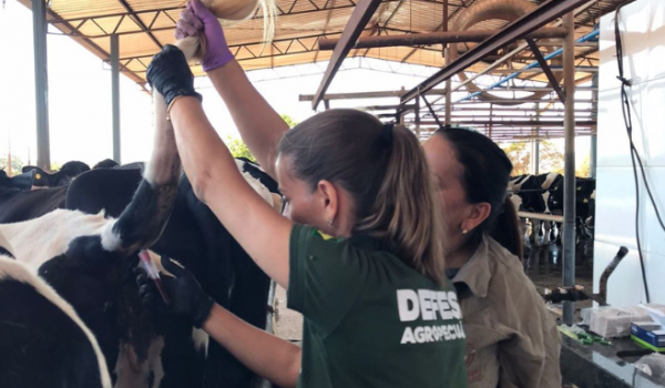 Ações de educação sanitária da Agrodefesa alcançaram cerca de 6 mil pessoas em Goiás, em 2024