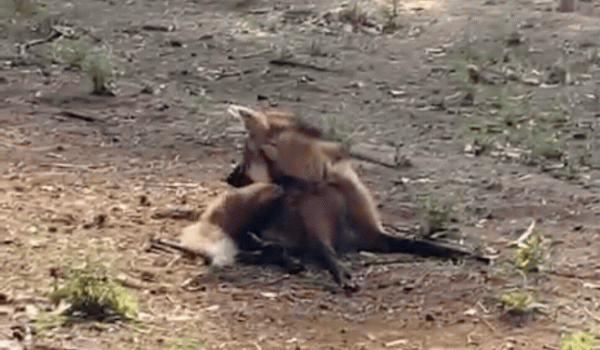Bombeiros resgatam lobo-guará ferido em propriedade rural de Jataí