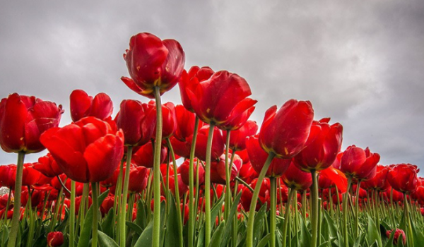 Da Tulipa à Própolis Vermelha: Conexões na Luta Contra o Parkinson