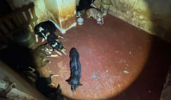 Polícia resgata 12 cachorros de suposto adestrador mantidos em situação de maus-tratos em Rio Verde