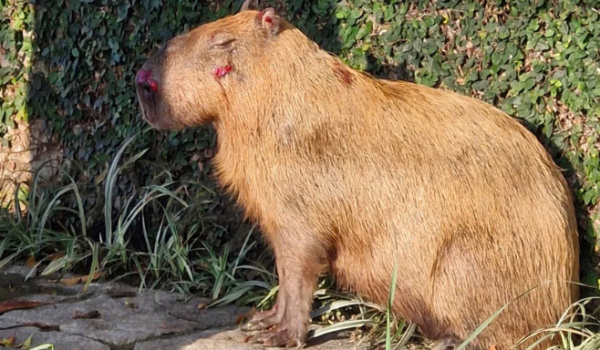 Justiça mantém presos suspeitos de espancar capivara no Rio de Janeiro