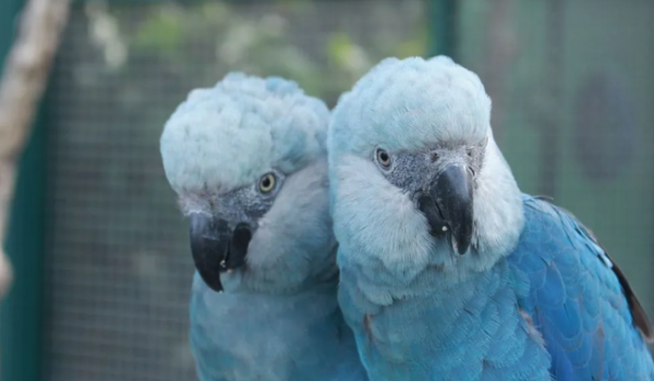 Ararinha-azul volta à natureza após duas décadas extinta 
