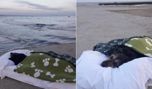 Italiano realiza último desejo e leva cadela doente ao mar, seu lugar favorito