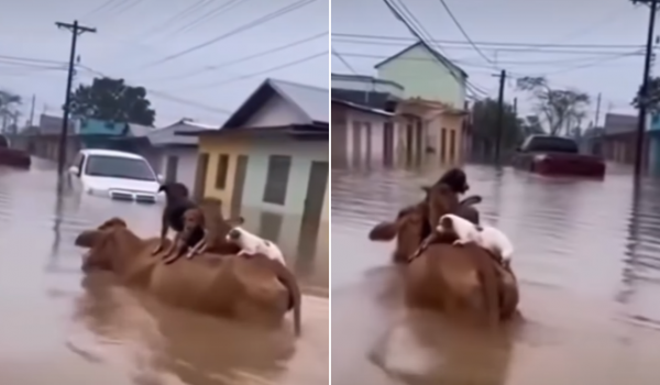 Vídeo de vaca salvando cachorros em enchente é falso e foi criado com inteligência artificial
