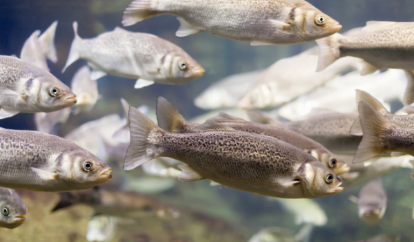 Cadastro obrigatório na Agrodefesa é requisito para comercialização de peixes e camarões em Goiás 