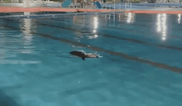 Capivara é flagrada nadando em piscina de clube em Rio Verde