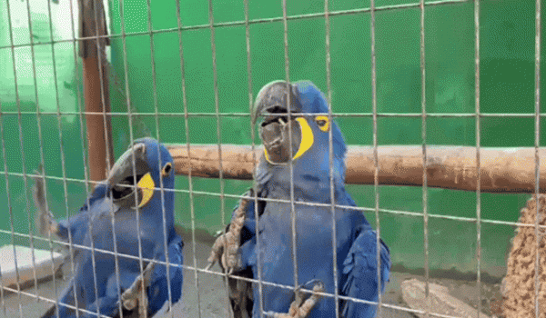 Após nascimento inédito, Zoológico de Goiânia busca ampliar reprodução de araras-azuis