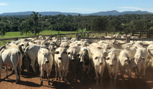 Registro de bovinos em Goiás no primeiro semestre de 2025 superou a marca de 22,8 milhões