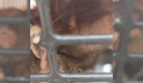 Saguis são resgatados pela Polícia Civil após denúncia de maus-tratos em Goiânia