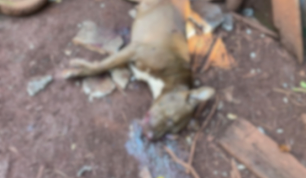 PM prende homem suspeito de matar dois cães a tiros em Porteirão 