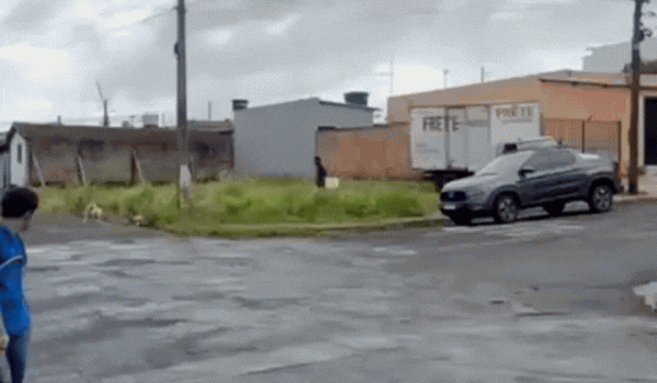 Polícia Militar de Rio Verde prende suspeito por maus-tratos a animal