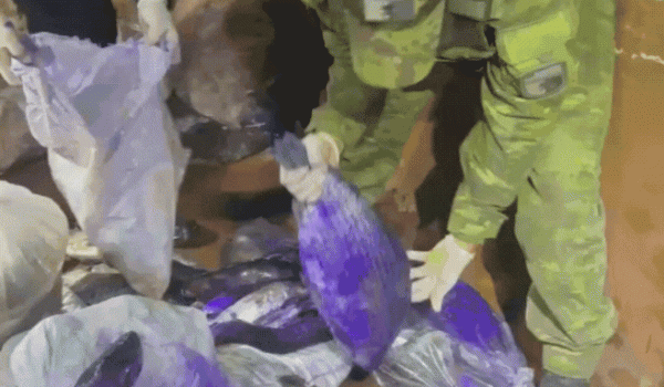 Crime ambiental e maus-tratos: operação conjunta fecha ponto clandestino no Solar do Ataídes 2